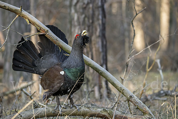 Auerhuhn (Tetrao urogallus)