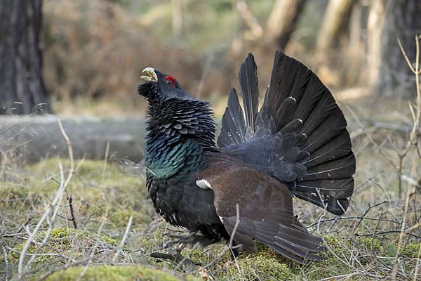 Auerhuhn (Tetrao urogallus)