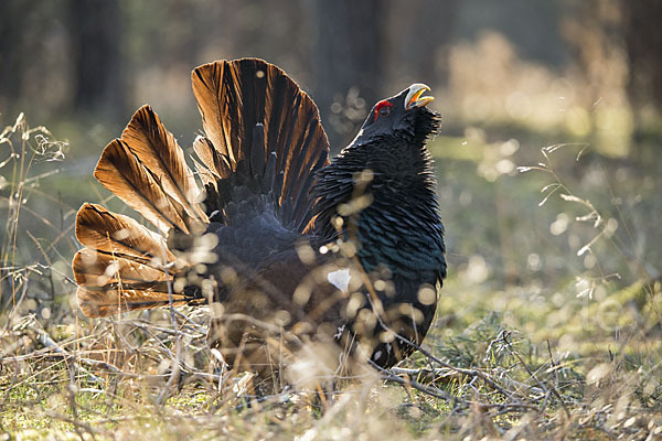 Auerhuhn (Tetrao urogallus)