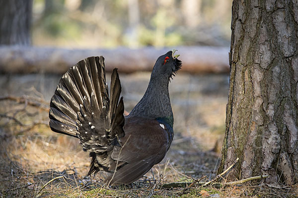 Auerhuhn (Tetrao urogallus)