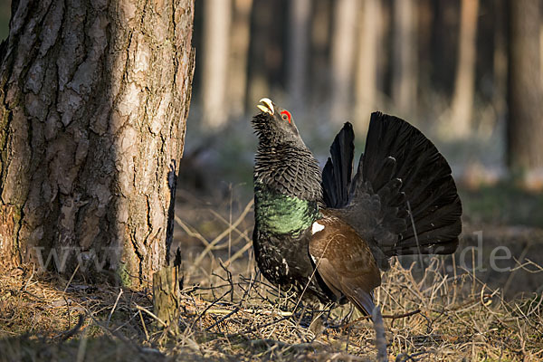 Auerhuhn (Tetrao urogallus)