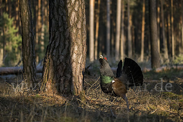 Auerhuhn (Tetrao urogallus)