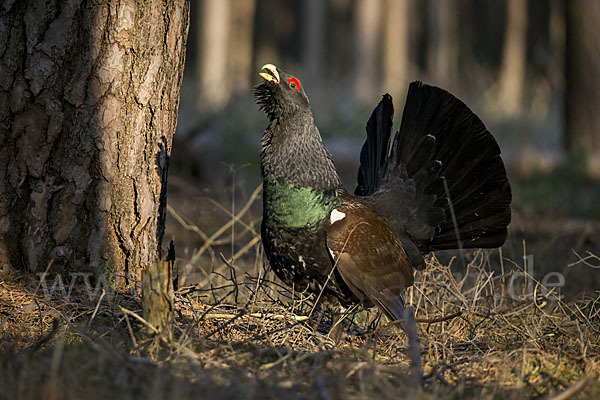 Auerhuhn (Tetrao urogallus)