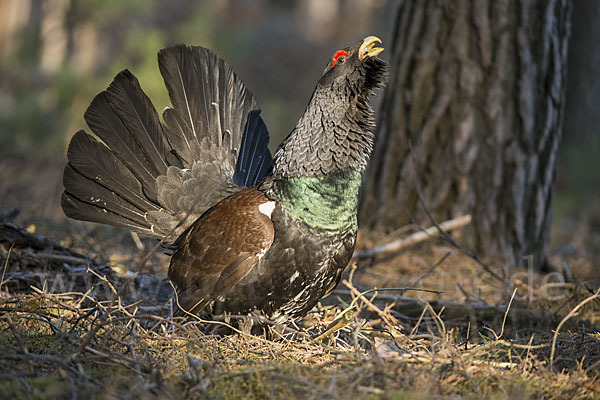 Auerhuhn (Tetrao urogallus)