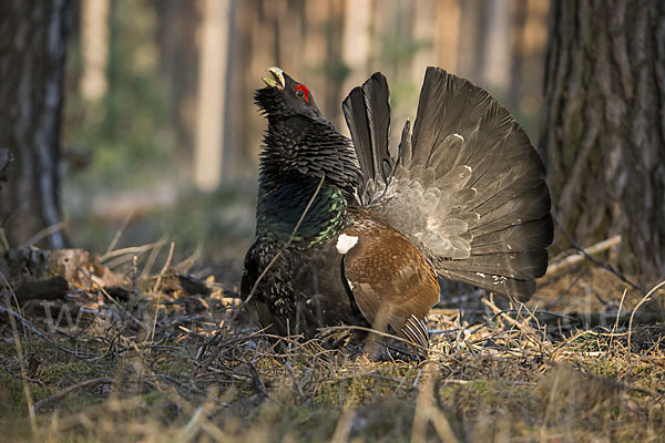 Auerhuhn (Tetrao urogallus)