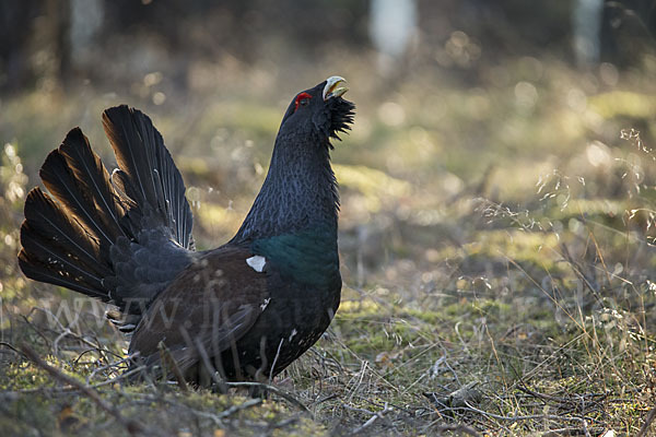 Auerhuhn (Tetrao urogallus)