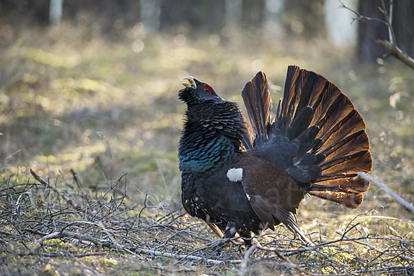 Auerhuhn (Tetrao urogallus)