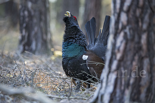 Auerhuhn (Tetrao urogallus)