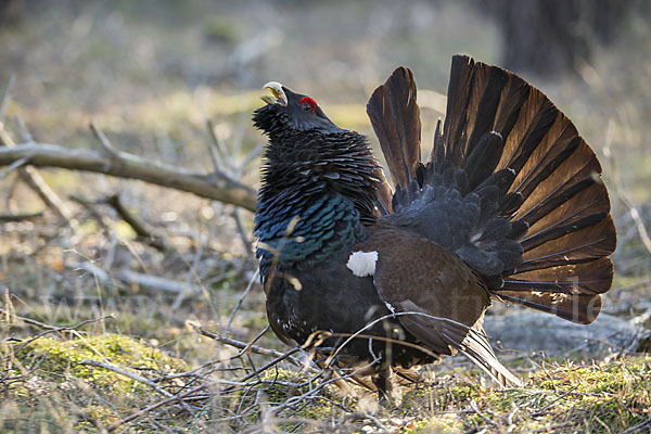 Auerhuhn (Tetrao urogallus)