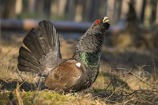 Auerhuhn (Tetrao urogallus)