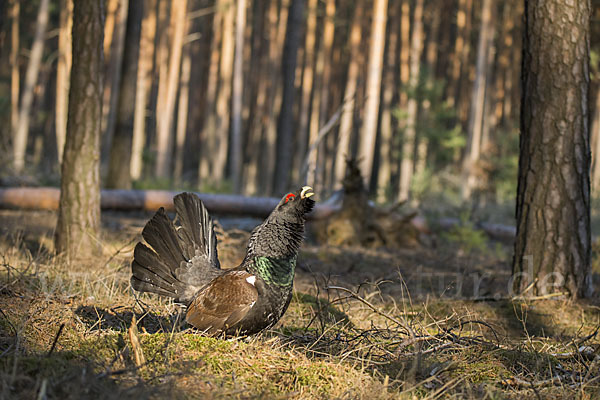 Auerhuhn (Tetrao urogallus)