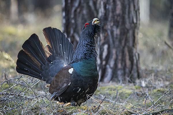 Auerhuhn (Tetrao urogallus)