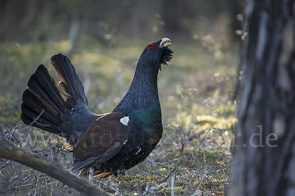 Auerhuhn (Tetrao urogallus)