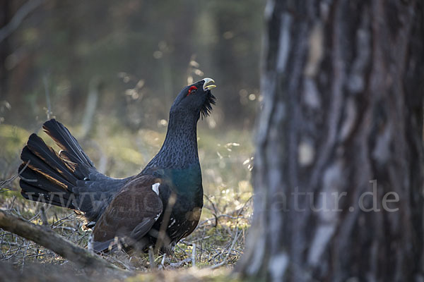 Auerhuhn (Tetrao urogallus)