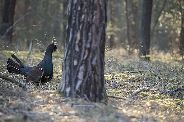 Auerhuhn (Tetrao urogallus)