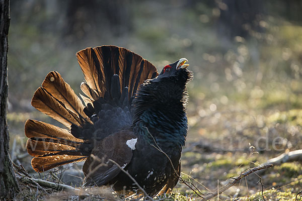 Auerhuhn (Tetrao urogallus)