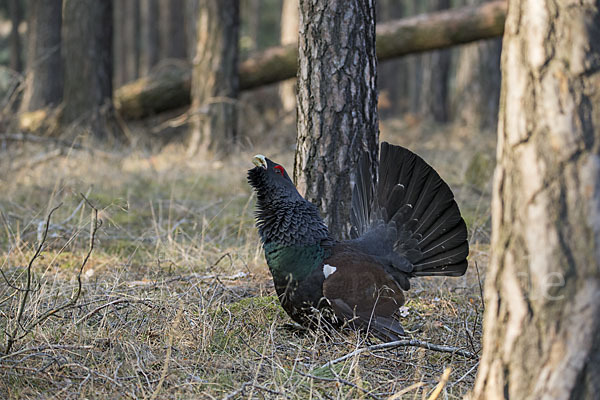 Auerhuhn (Tetrao urogallus)