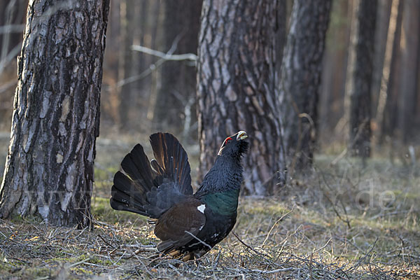 Auerhuhn (Tetrao urogallus)