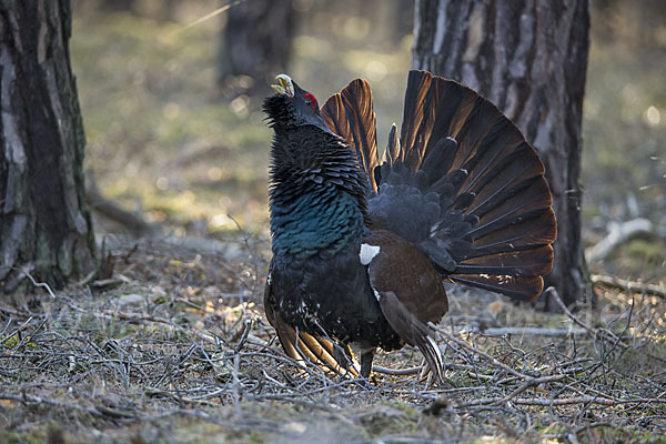 Auerhuhn (Tetrao urogallus)