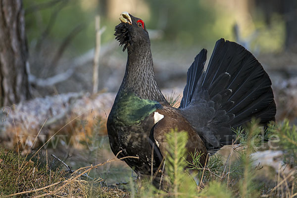 Auerhuhn (Tetrao urogallus)