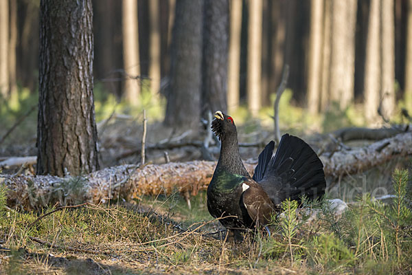 Auerhuhn (Tetrao urogallus)