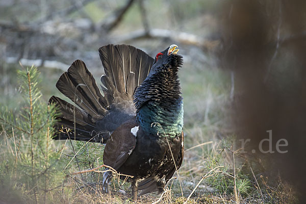 Auerhuhn (Tetrao urogallus)