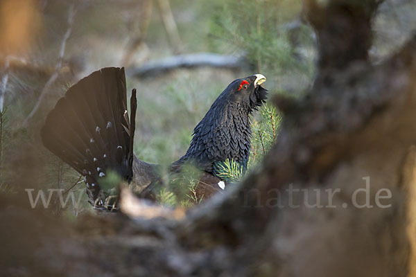 Auerhuhn (Tetrao urogallus)