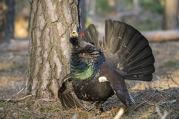 Auerhuhn (Tetrao urogallus)