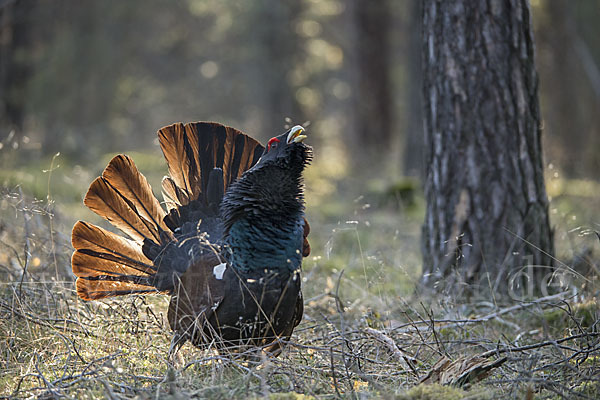 Auerhuhn (Tetrao urogallus)