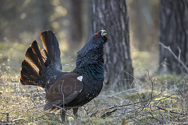 Auerhuhn (Tetrao urogallus)