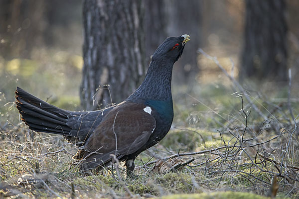 Auerhuhn (Tetrao urogallus)