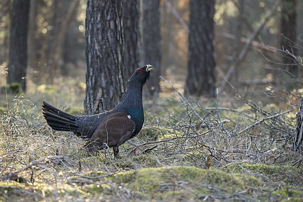 Auerhuhn (Tetrao urogallus)