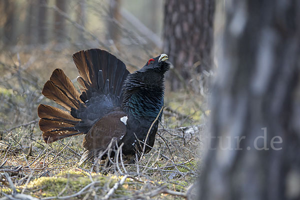 Auerhuhn (Tetrao urogallus)