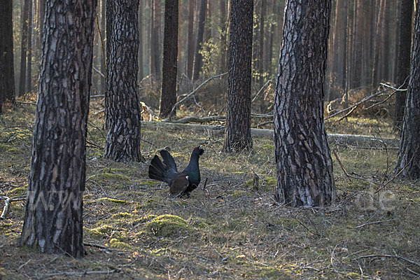 Auerhuhn (Tetrao urogallus)