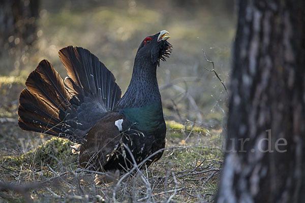 Auerhuhn (Tetrao urogallus)