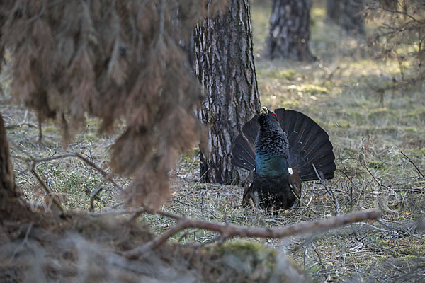 Auerhuhn (Tetrao urogallus)