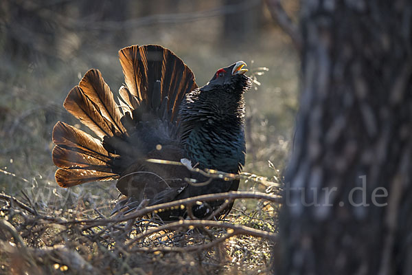 Auerhuhn (Tetrao urogallus)