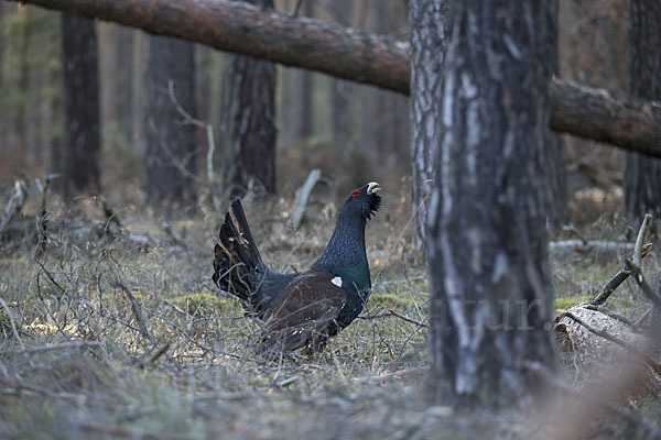 Auerhuhn (Tetrao urogallus)