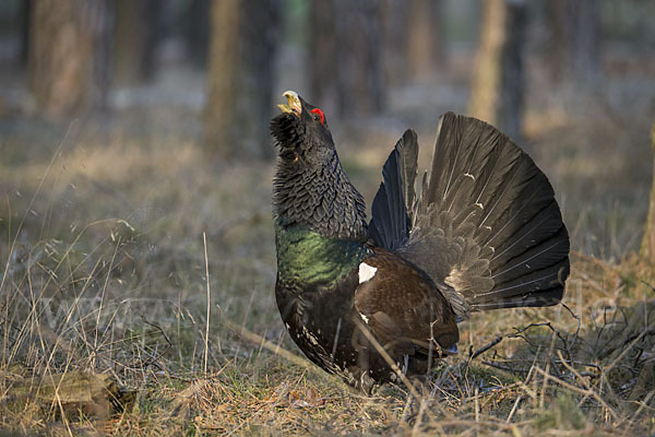 Auerhuhn (Tetrao urogallus)