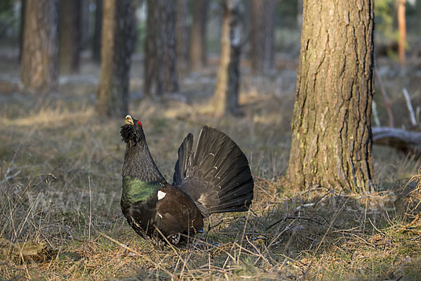 Auerhuhn (Tetrao urogallus)