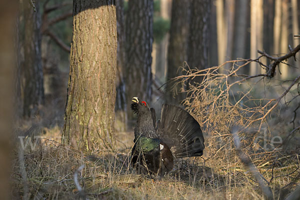 Auerhuhn (Tetrao urogallus)