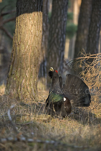 Auerhuhn (Tetrao urogallus)