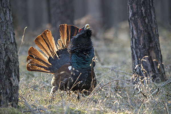 Auerhuhn (Tetrao urogallus)