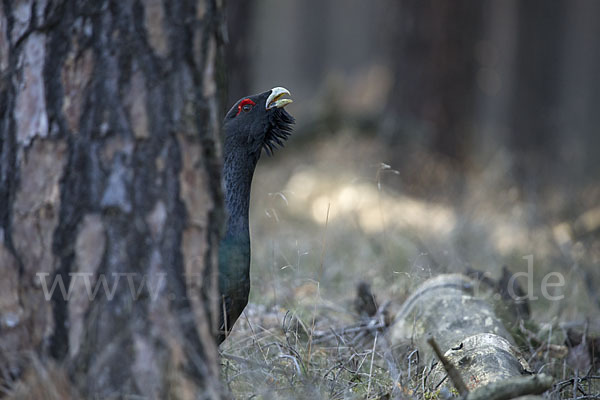 Auerhuhn (Tetrao urogallus)