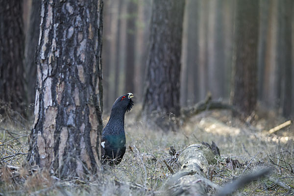 Auerhuhn (Tetrao urogallus)