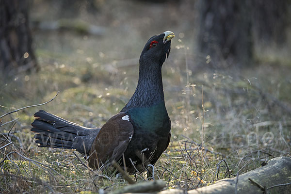 Auerhuhn (Tetrao urogallus)