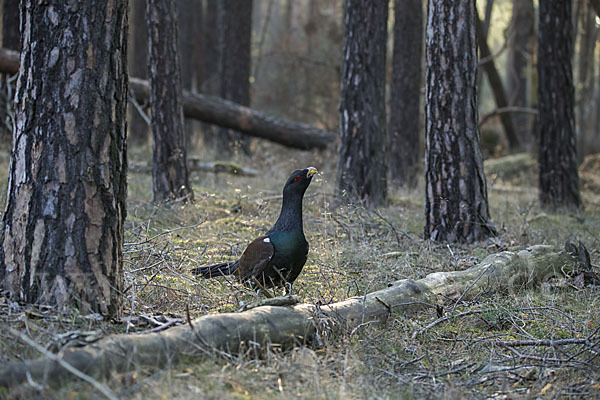 Auerhuhn (Tetrao urogallus)