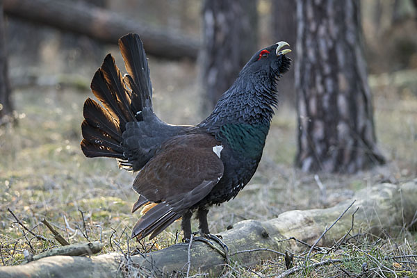 Auerhuhn (Tetrao urogallus)