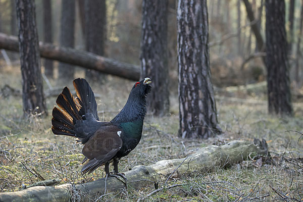 Auerhuhn (Tetrao urogallus)