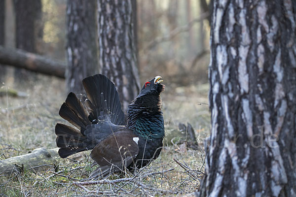 Auerhuhn (Tetrao urogallus)